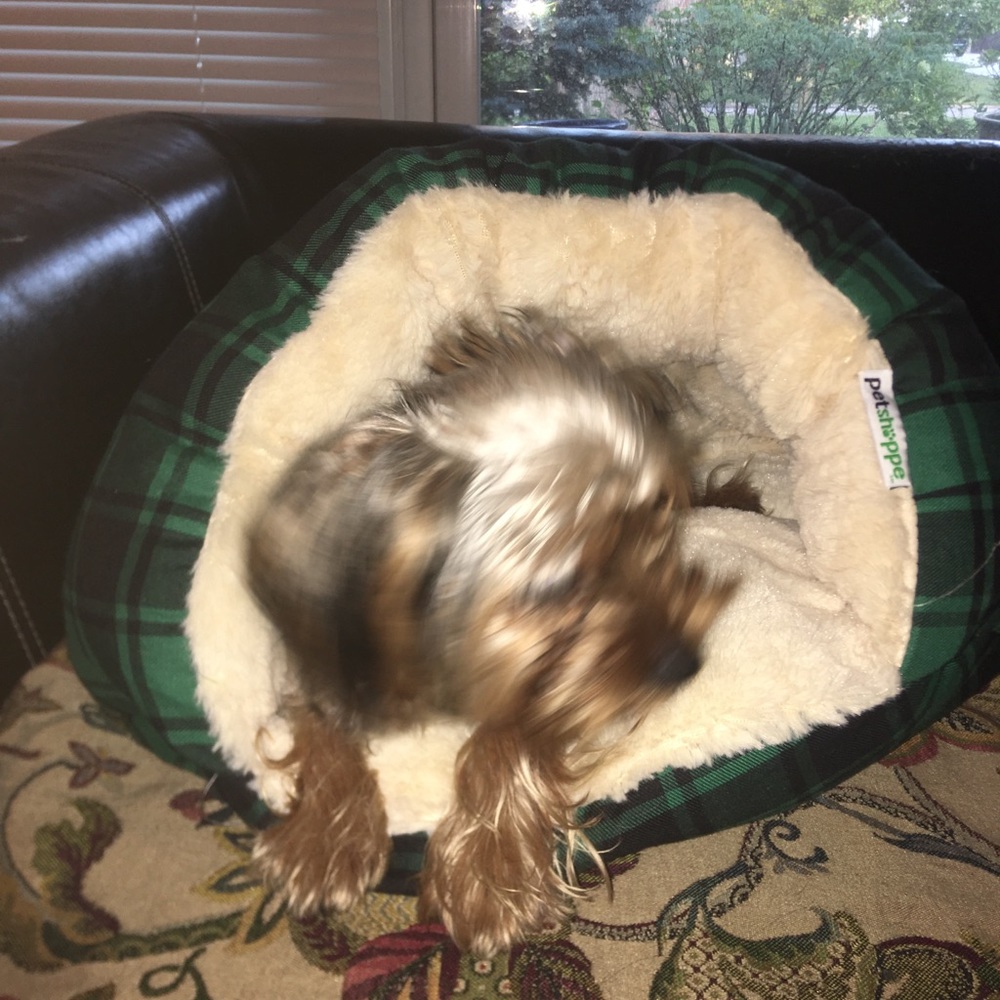 Dog bed - Picture 3 of 3